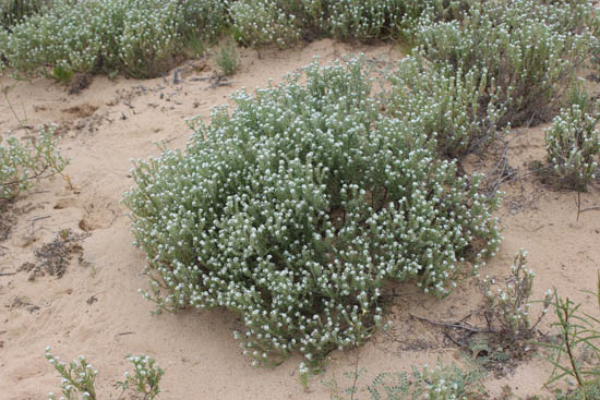  Cryptantha ganderi